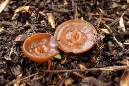 Plancia ëd Dumontinia tuberosa (Bull.) L. M. Kohn 1979