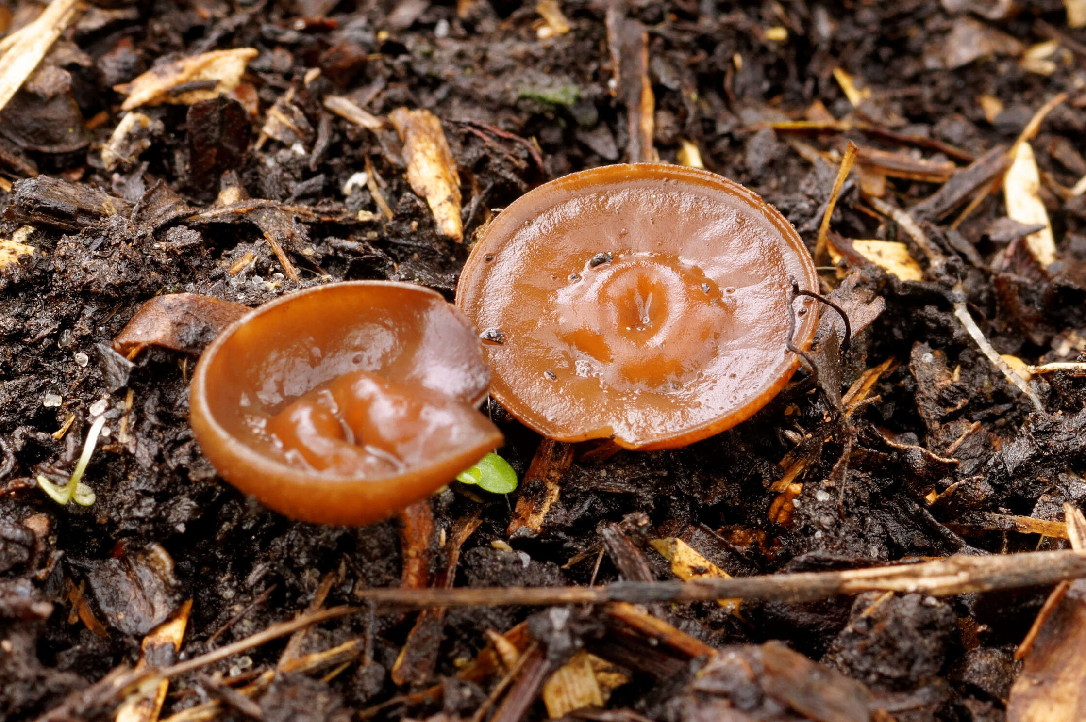 Plancia ëd Dumontinia tuberosa (Bull.) L. M. Kohn 1979