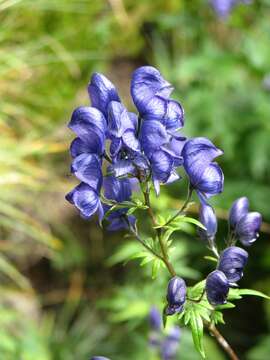 Imagem de Aconitum variegatum L.