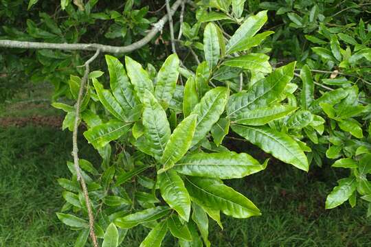 Image de Quercus salicifolia Née