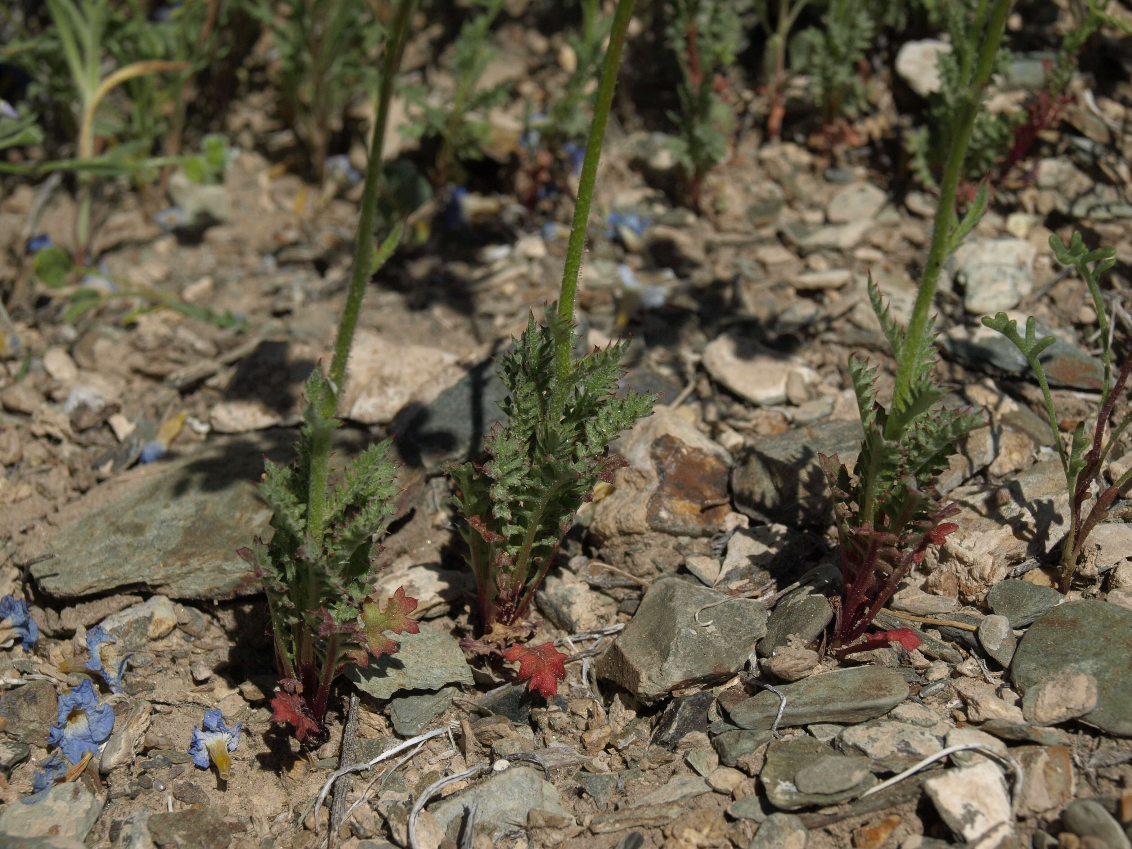 Image of showy gilia