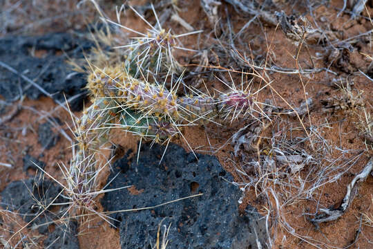 Image of Panhandle Prickly-pear