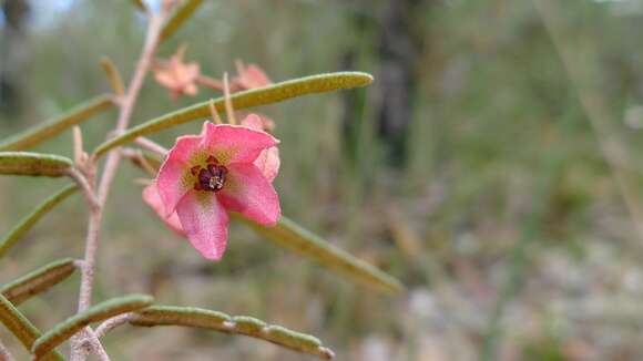 Imagem de Lasiopetalum rufum R. Br. ex Benth.