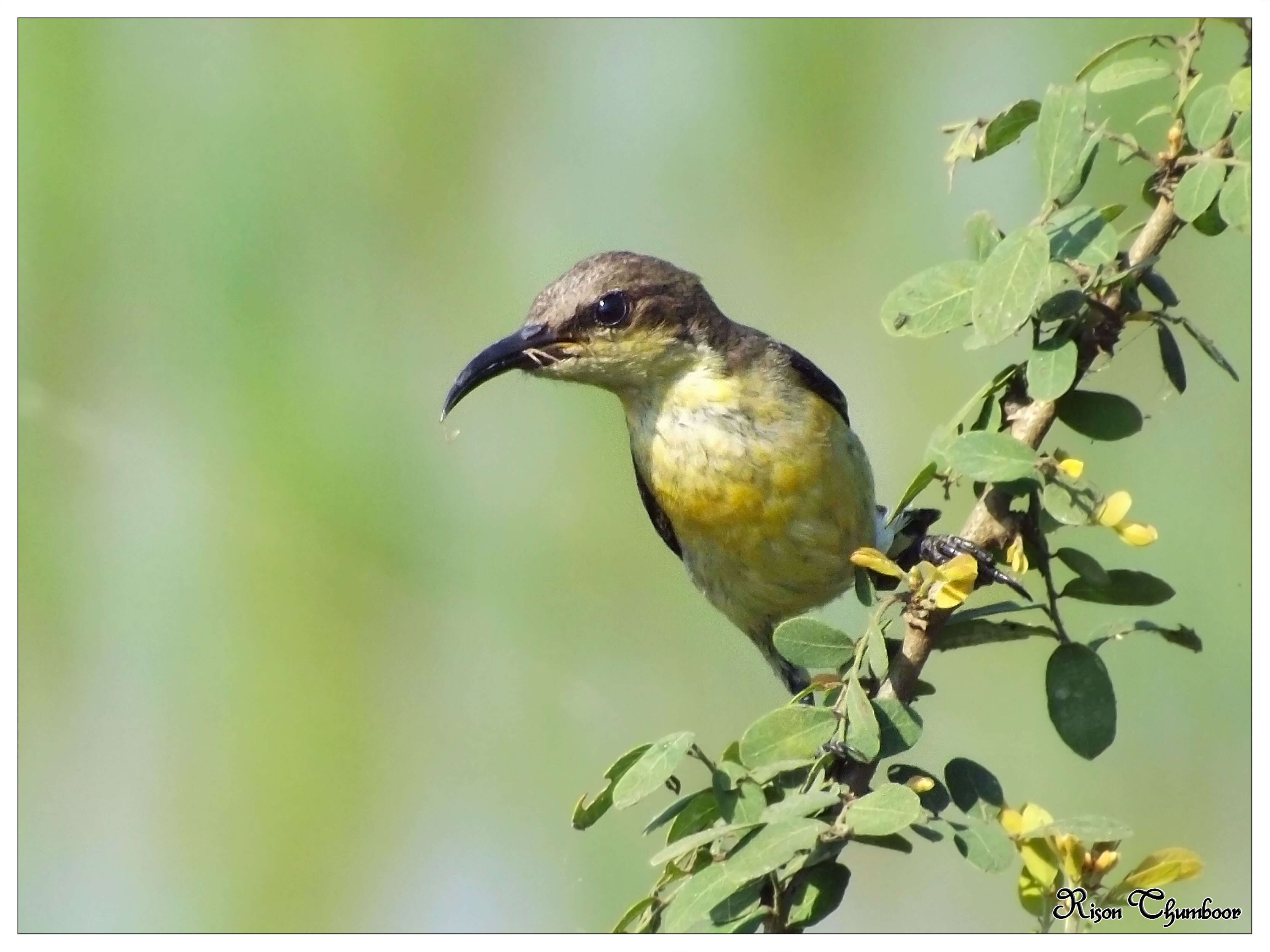 Image of Purple Sunbird