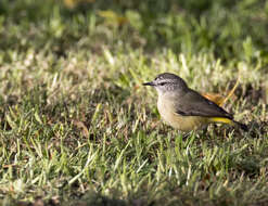 Image of Yellow-rumped Thornbill