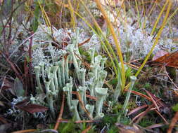 Image of cup lichen