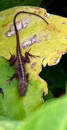 Image of Bahaman brown anole