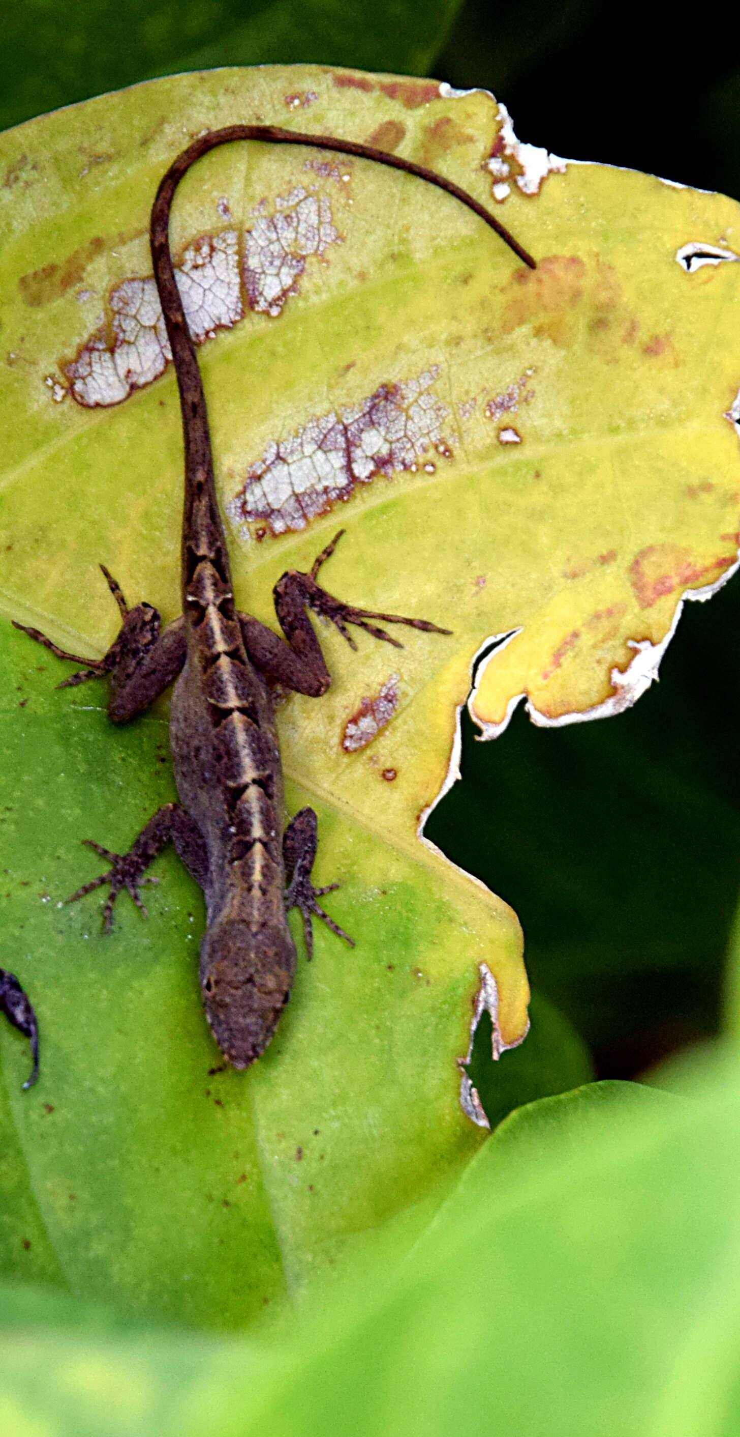 Image of Bahaman brown anole