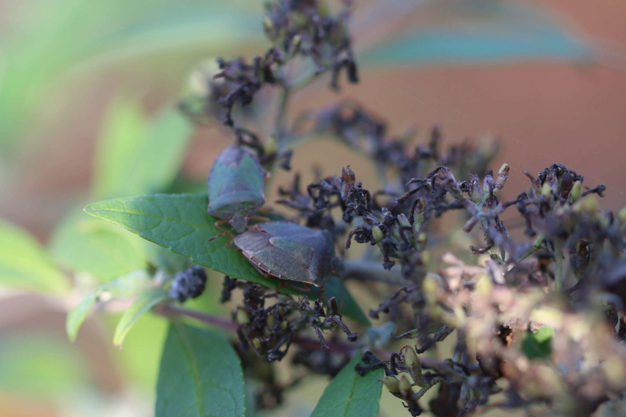 Image of Green shield bug