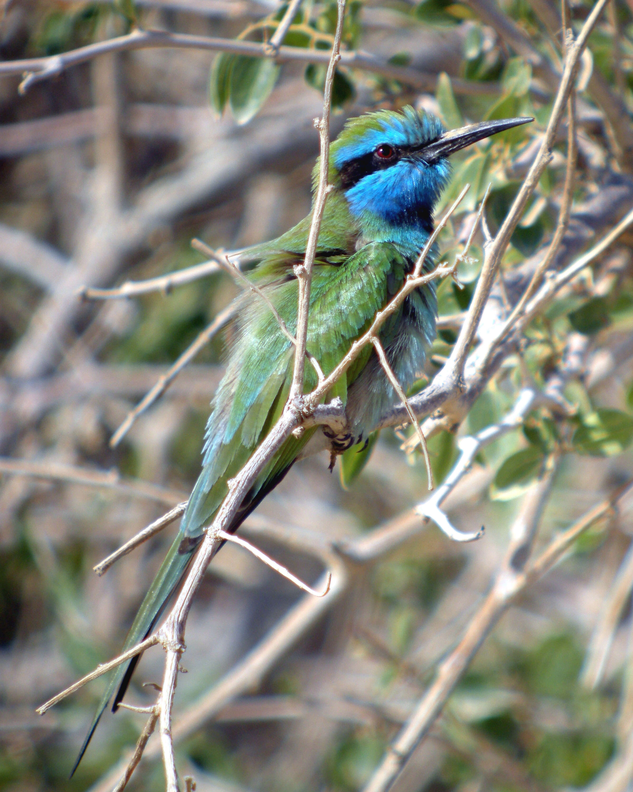 Image of Merops cyanophrys