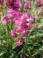 Image of Silene samojedorum (Sambuk) Oxelman