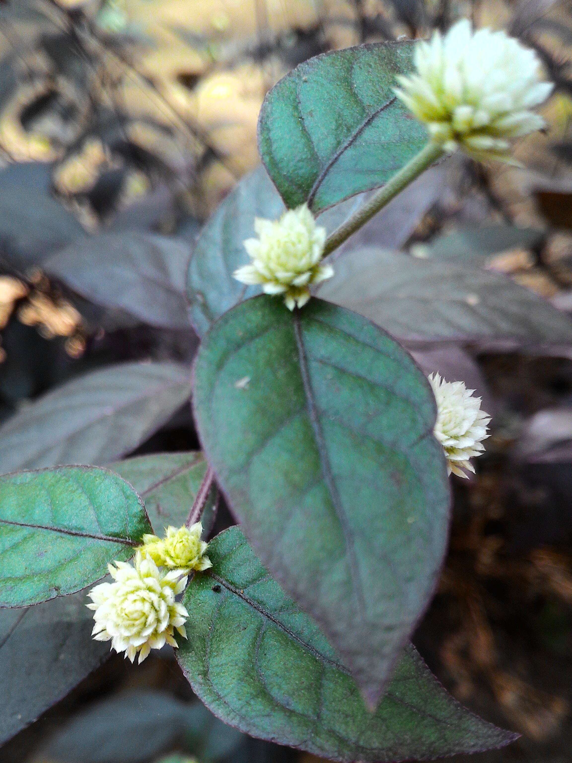 صورة Alternanthera ficoidea var. bettzickiana (Regel) Backer