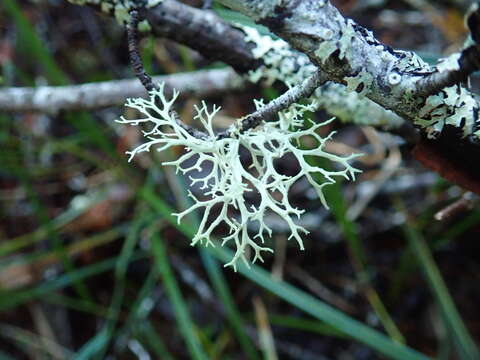 Image of ring lichen