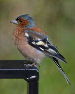 Image of Fringilla Linnaeus 1758