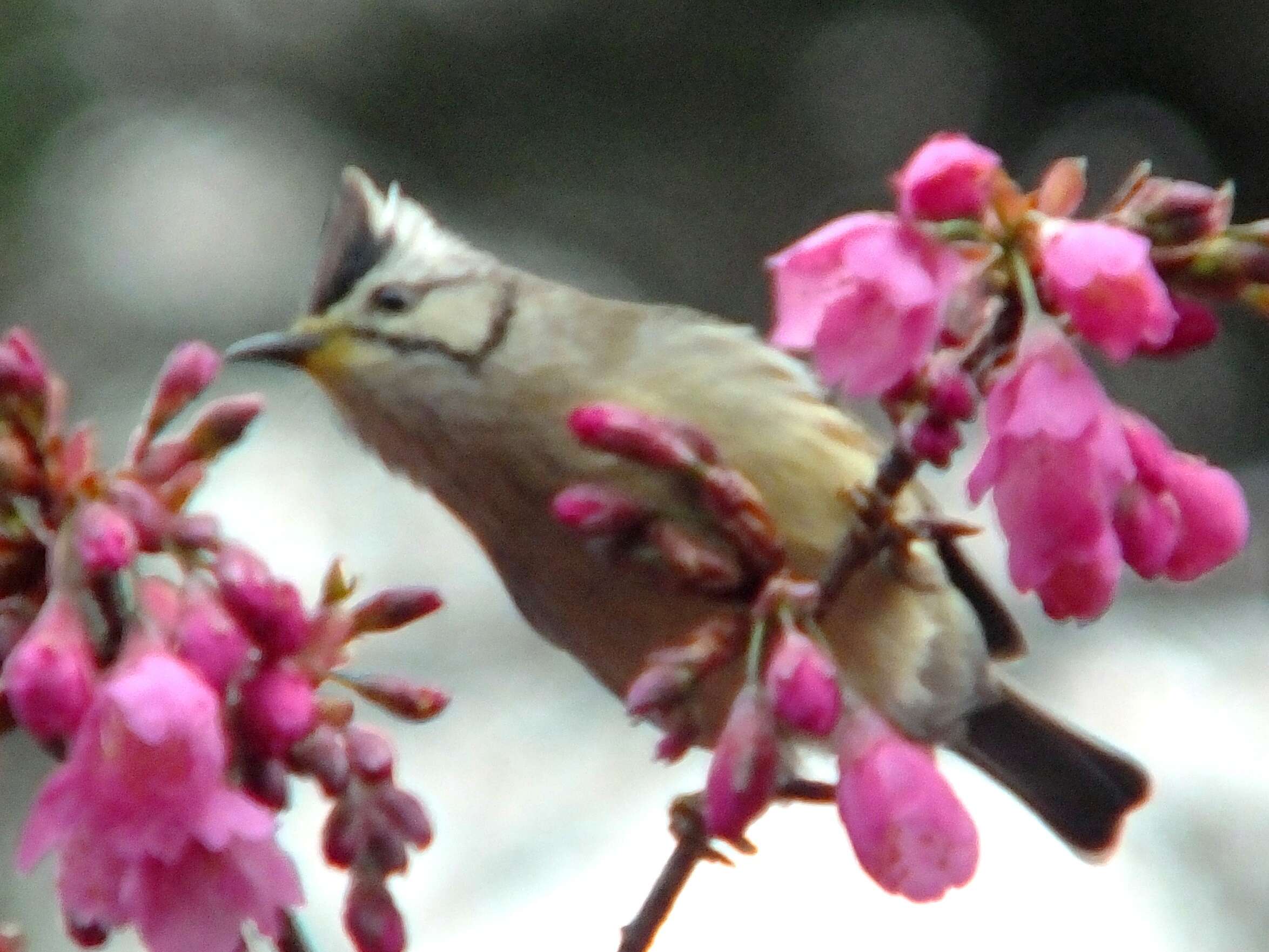 Image of Formosan Yuhina