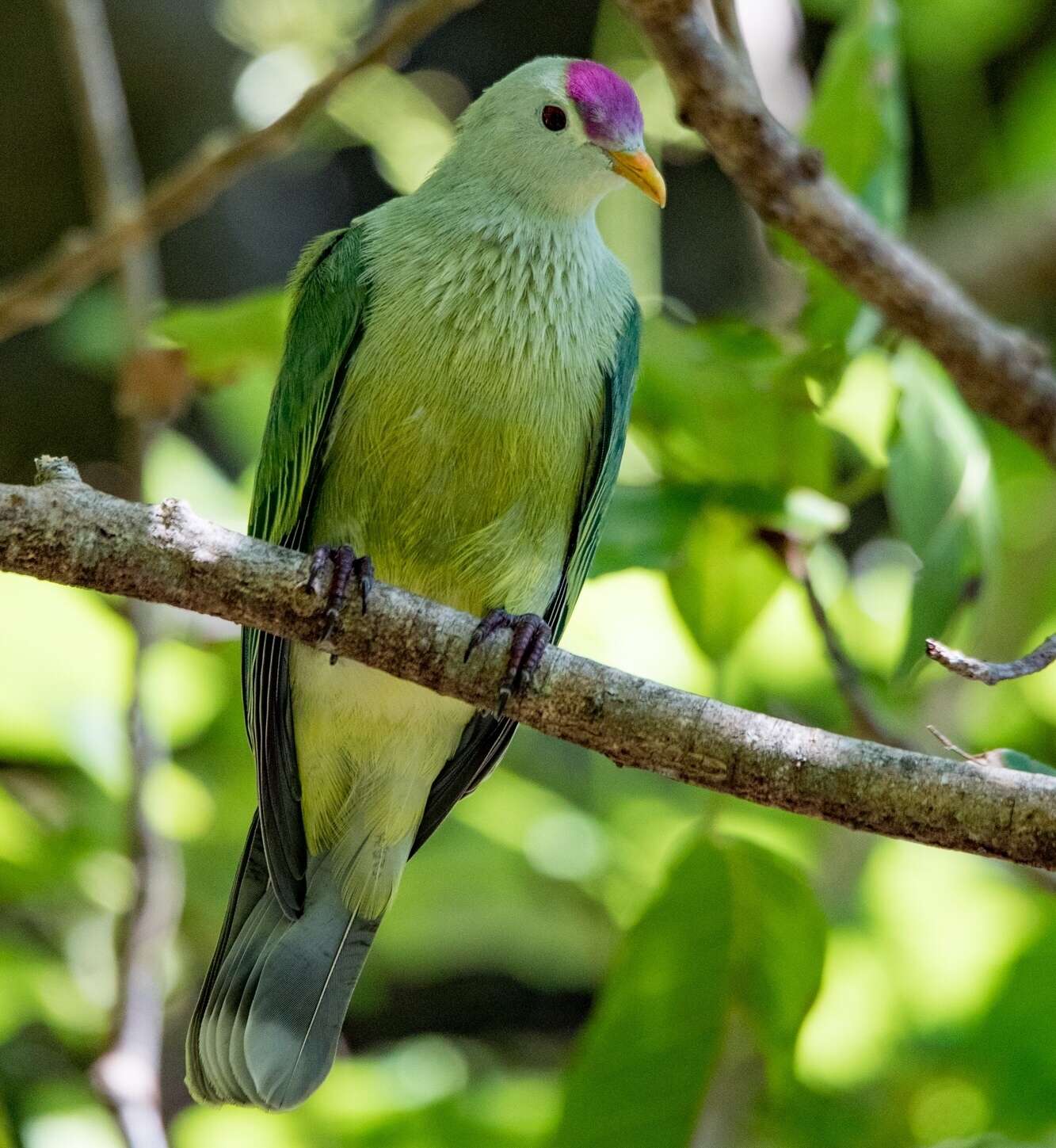 Image of Makatea Fruit Dove