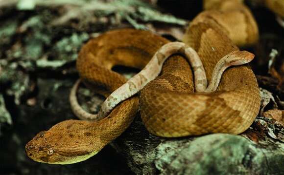 Image of Golden Lancehead