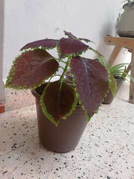 Image of common coleus