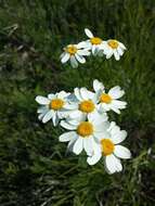 Image of corymbflower tansy