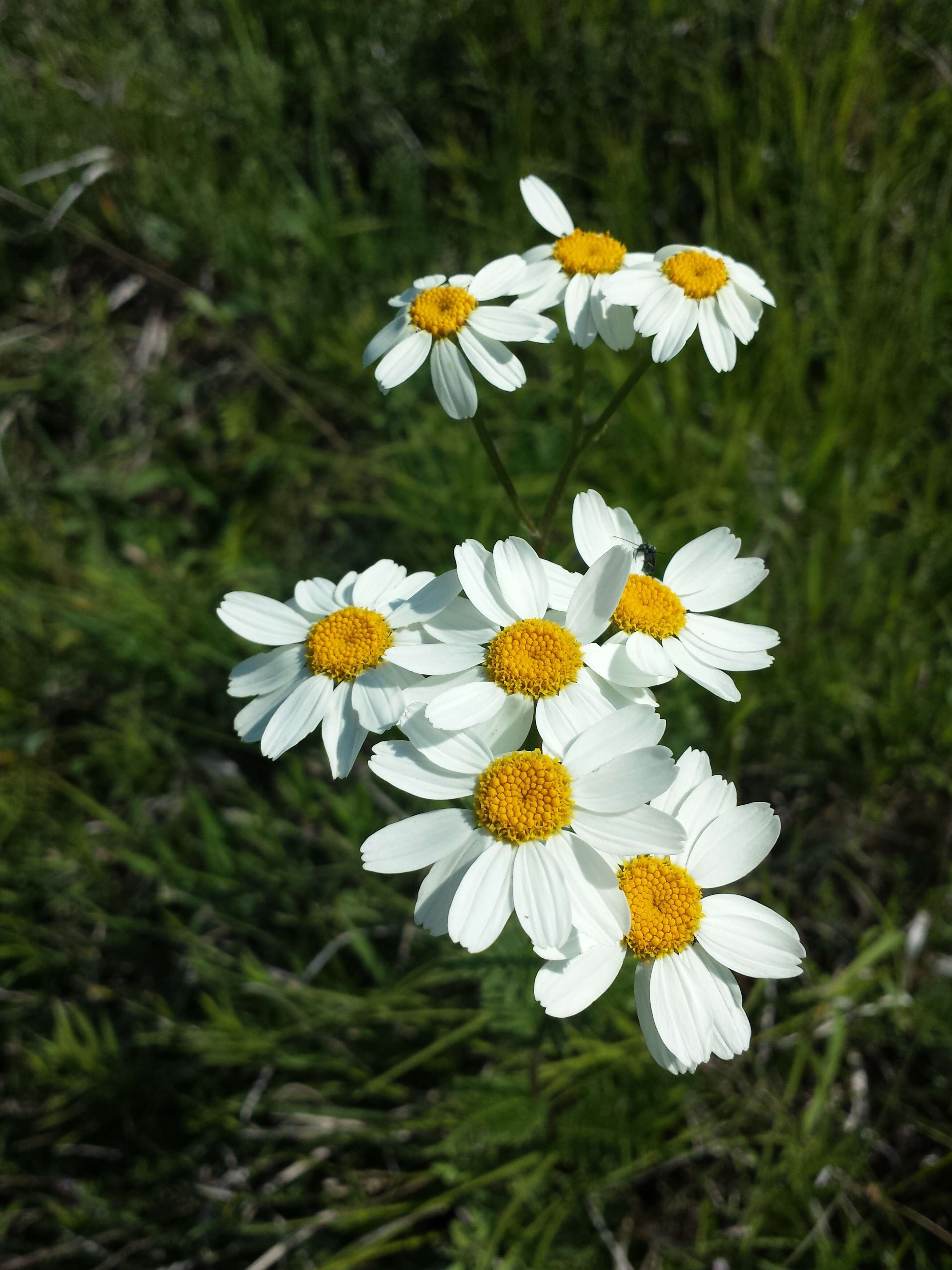 Image of corymbflower tansy