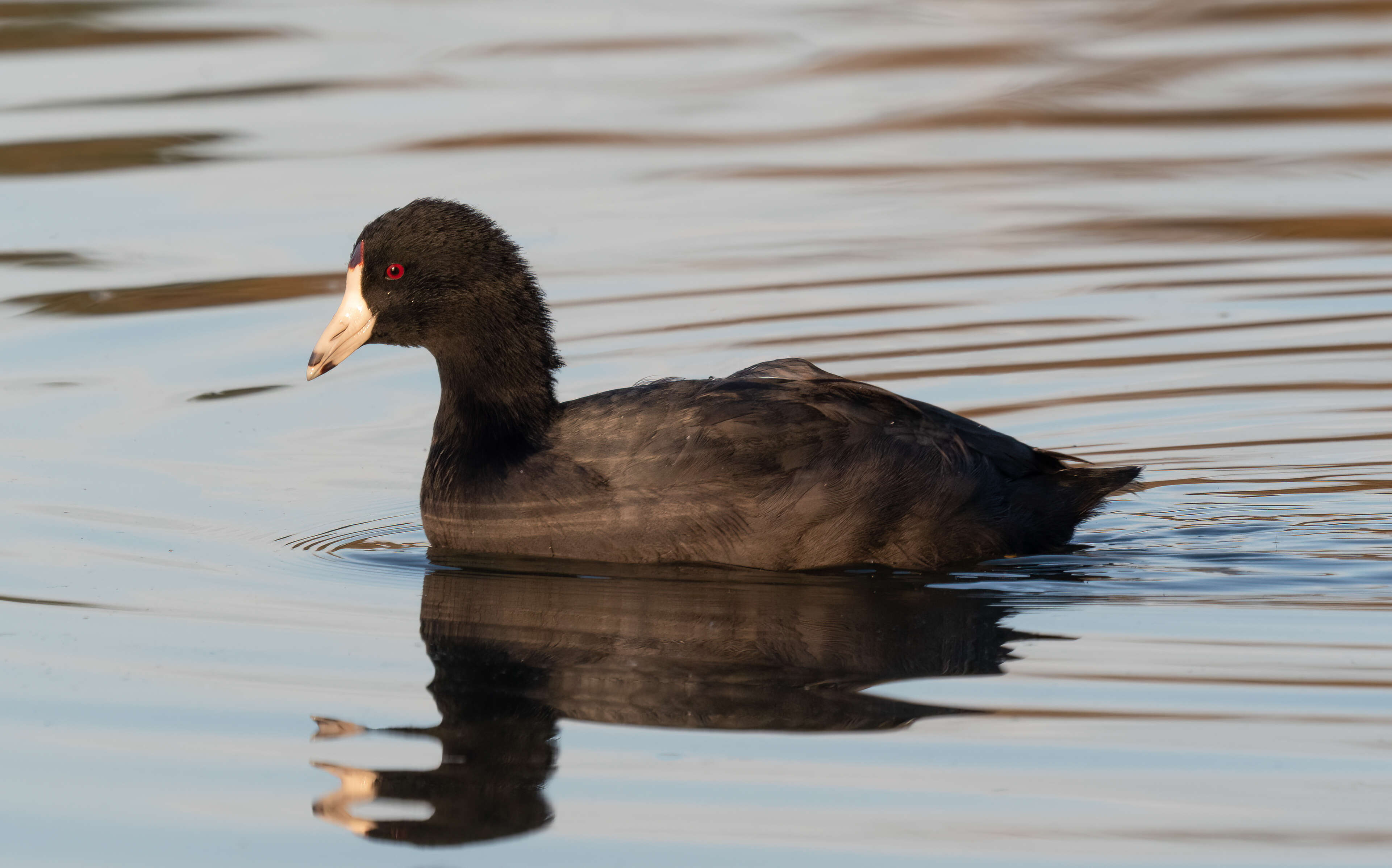 Image of Fulica Linnaeus 1758