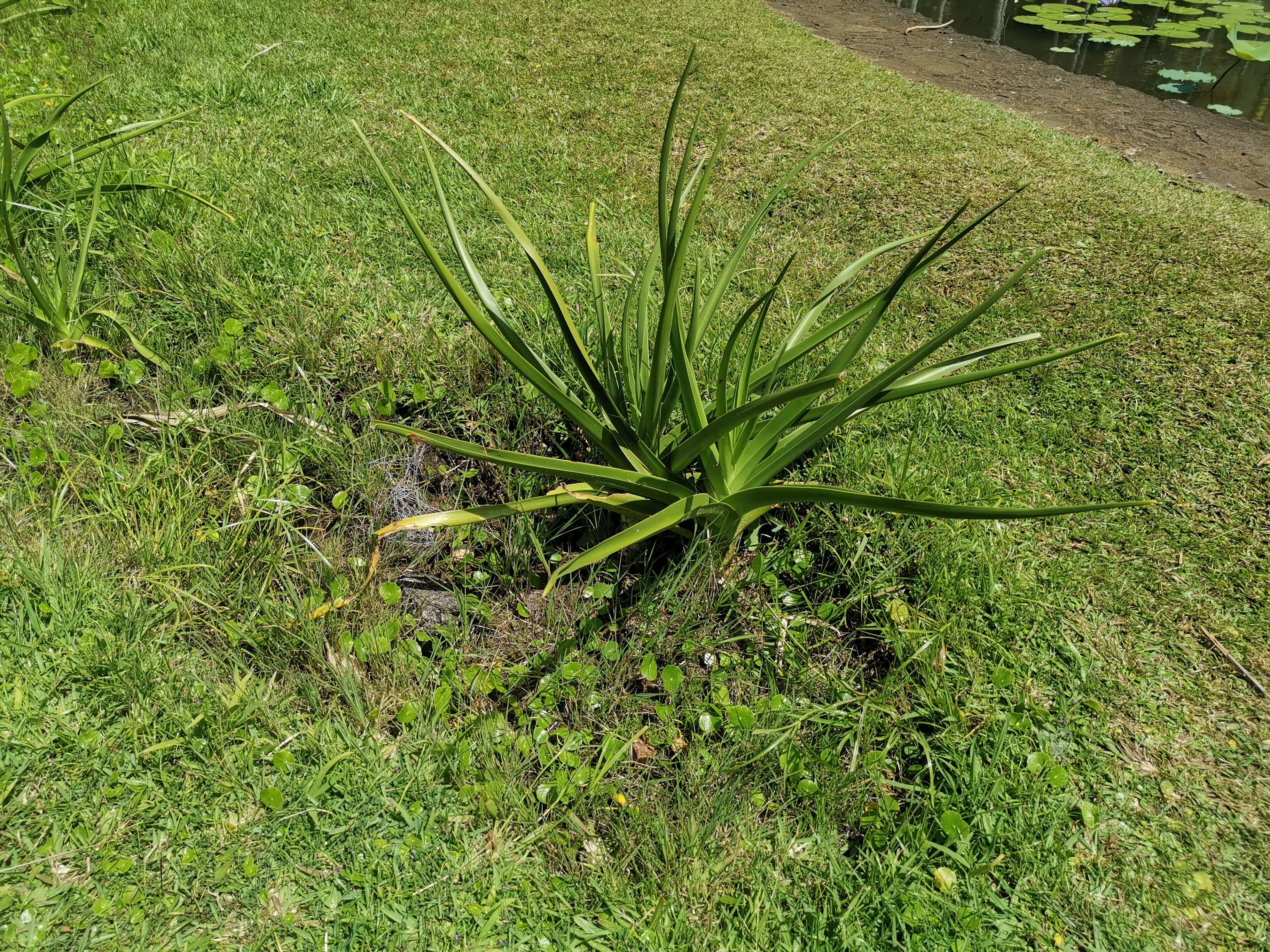 Image of Crinum mauritianum G. Lodd.