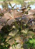 Image of Rodgersia podophylla A. Gray