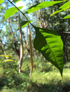 Image of Chukrasia tabularis A. Juss.