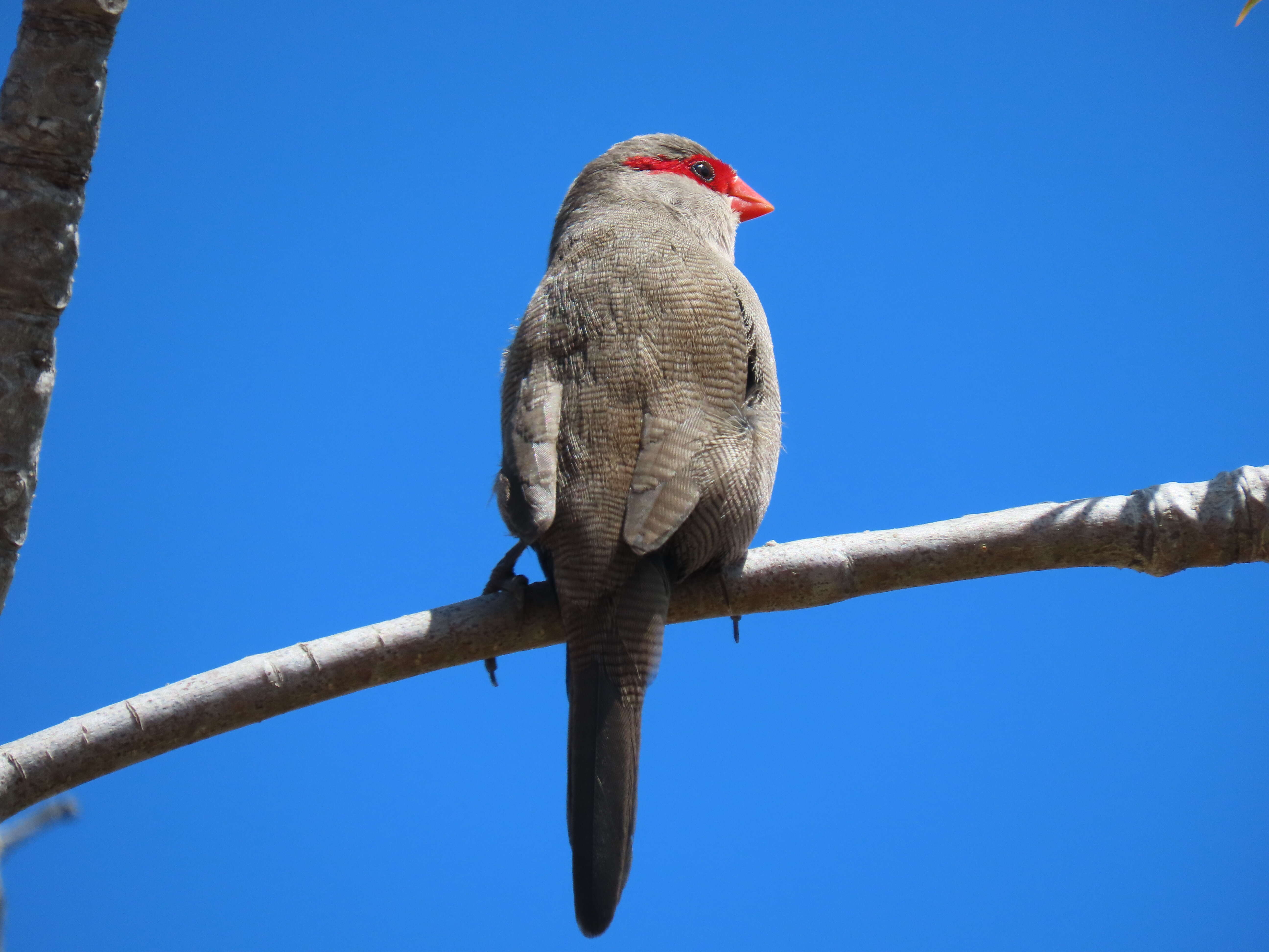 Image of Common Waxbill