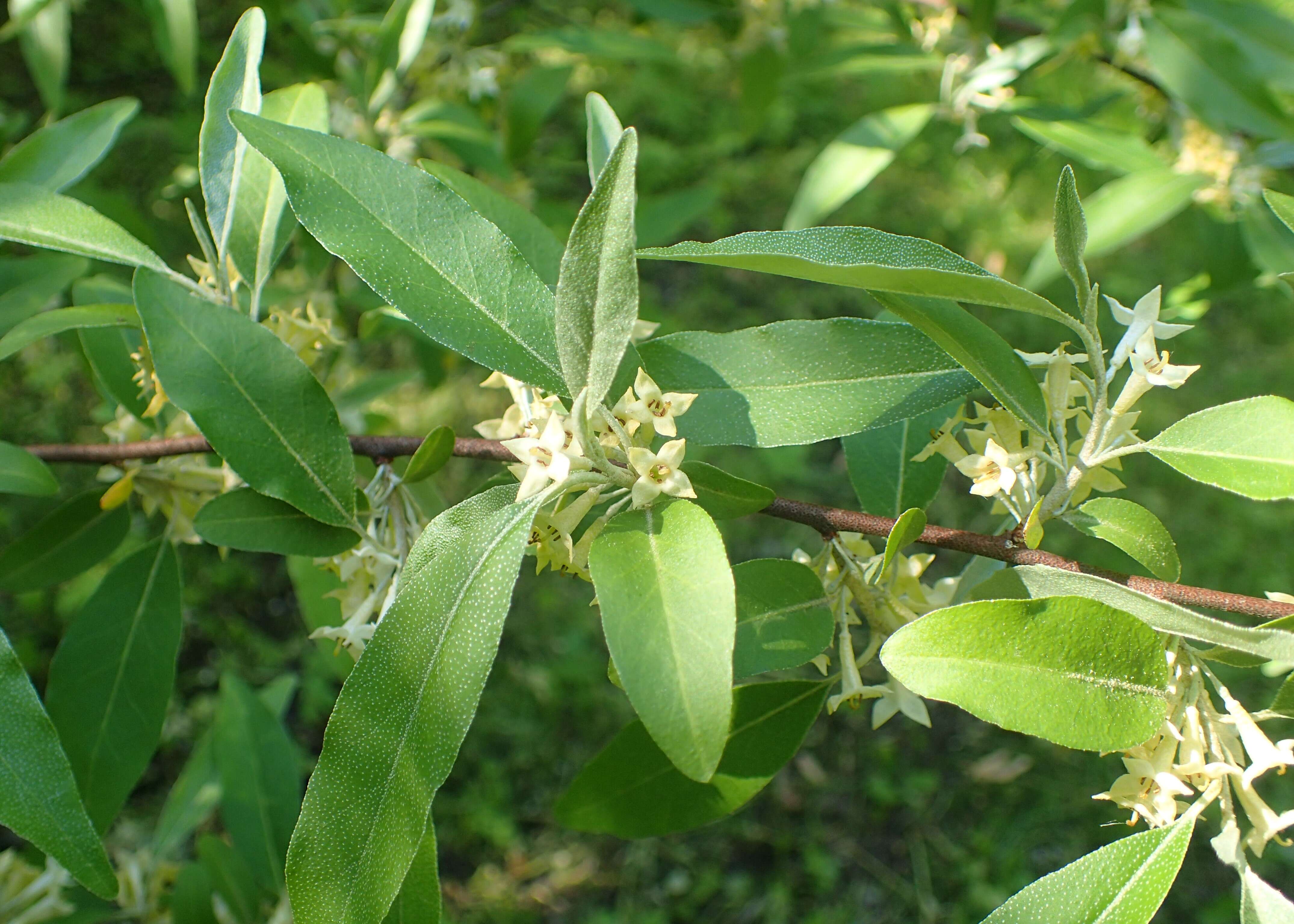 Image of autumn olive