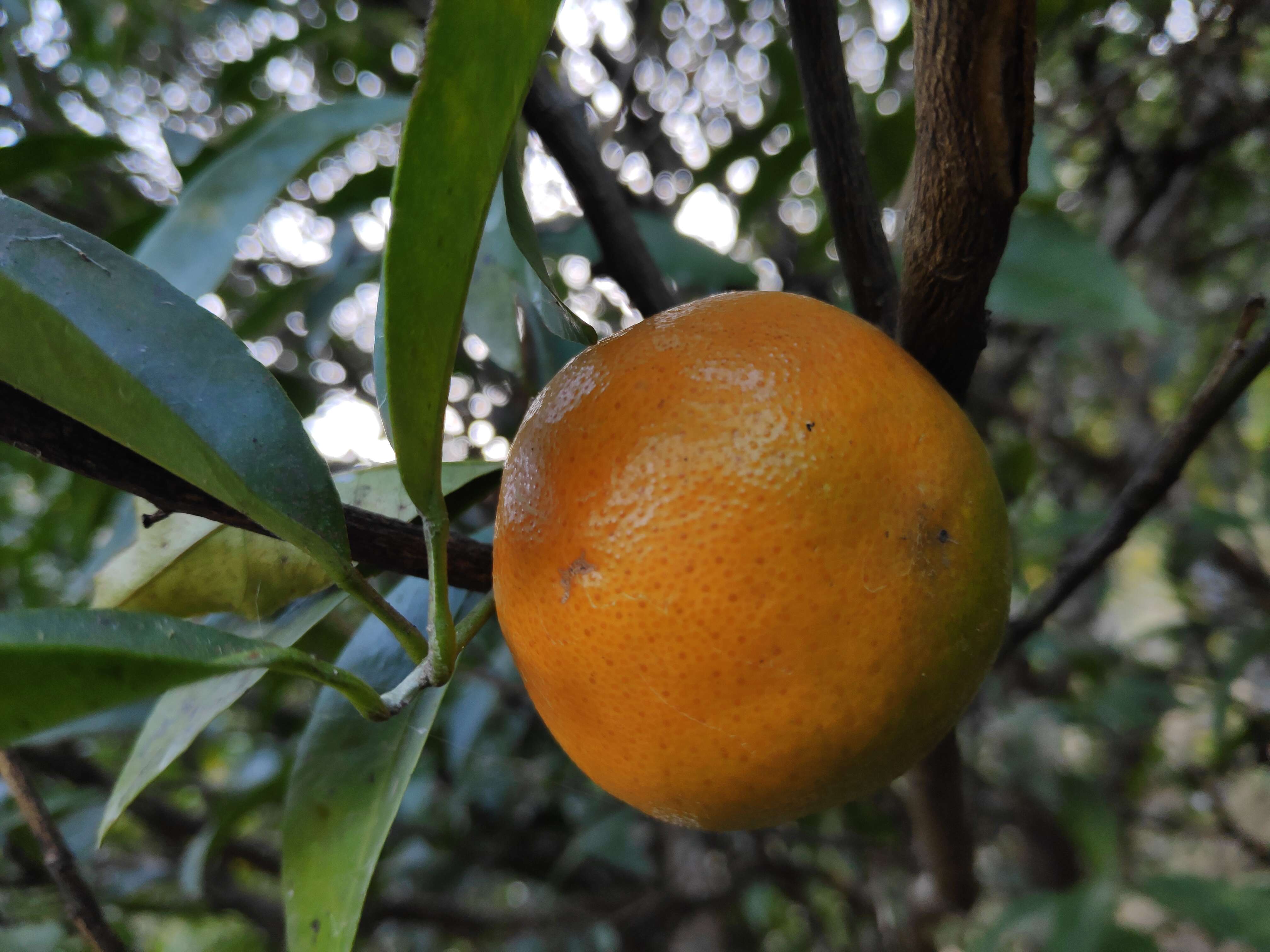 Image of Citrus × tangerina