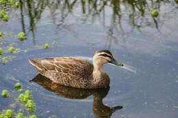 Image of Grey Duck