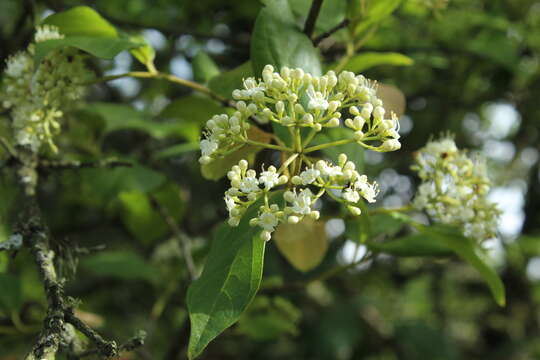 Image of Viburnum triphyllum Benth.