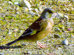 Image of Grey-capped Greenfinch