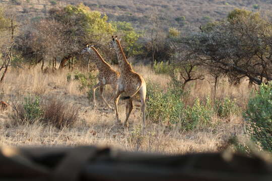 Plancia ëd Giraffa camelopardalis (Linnaeus 1758)