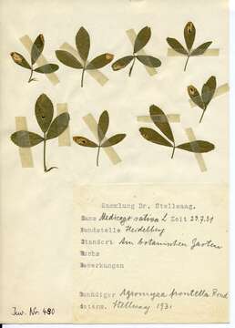 Imagem de Agromyza frontella (Rondani 1874)