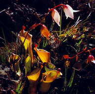 Image of Heliamphora nutans Benth.