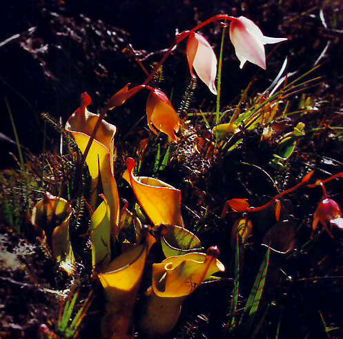 Imagem de Heliamphora nutans Benth.