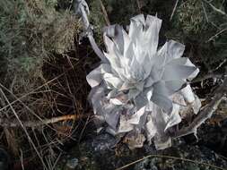 Image of Dudleya anthonyi Rose ex Britton & Rose