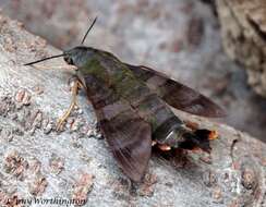 Image of Macroglossum corythus Walker 1856