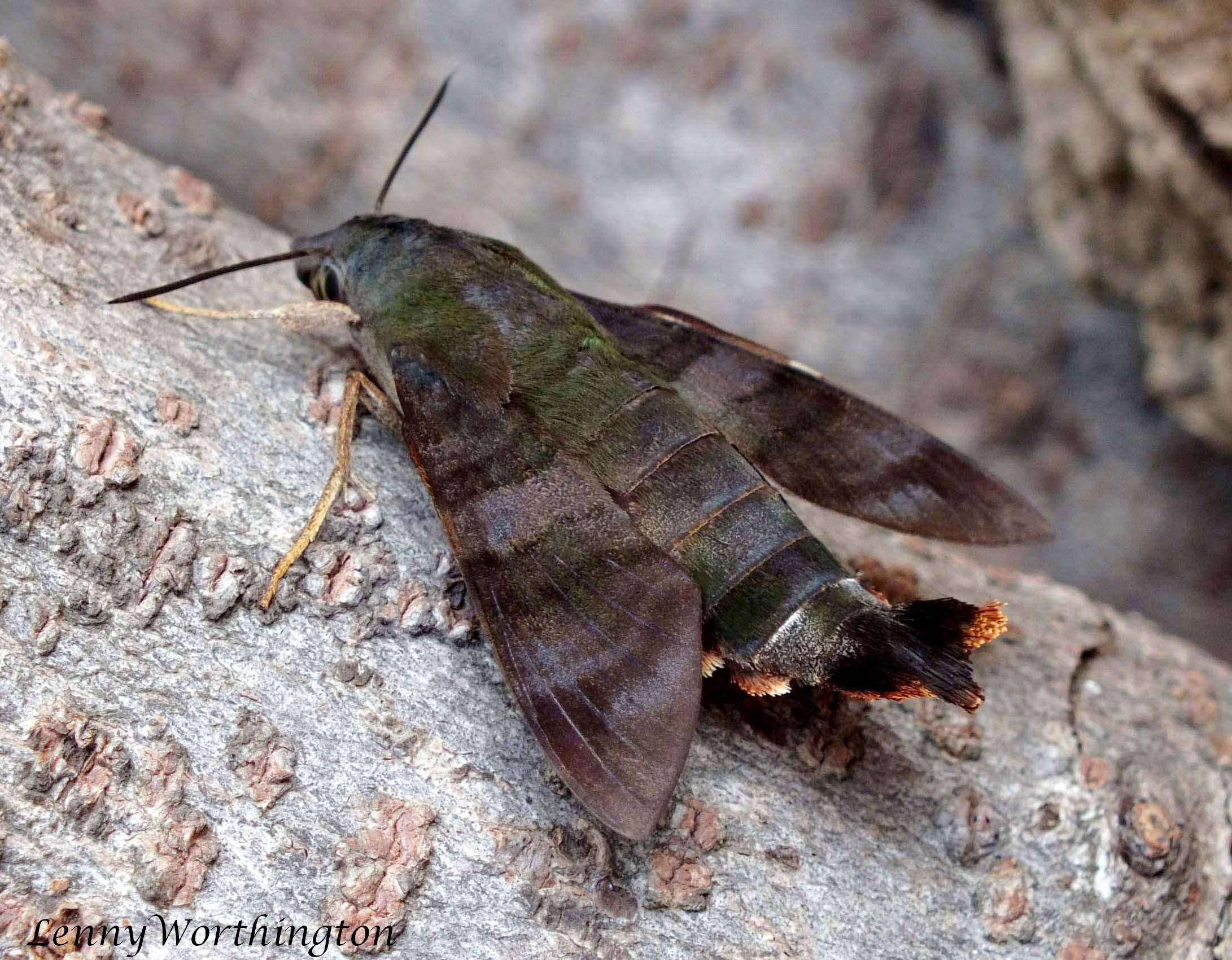 Image of Macroglossum corythus Walker 1856