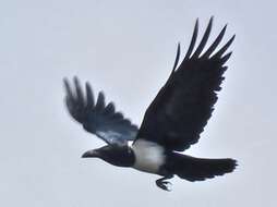 Image of Pied Crow