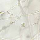 Image of Aphanomyces de Bary 1860