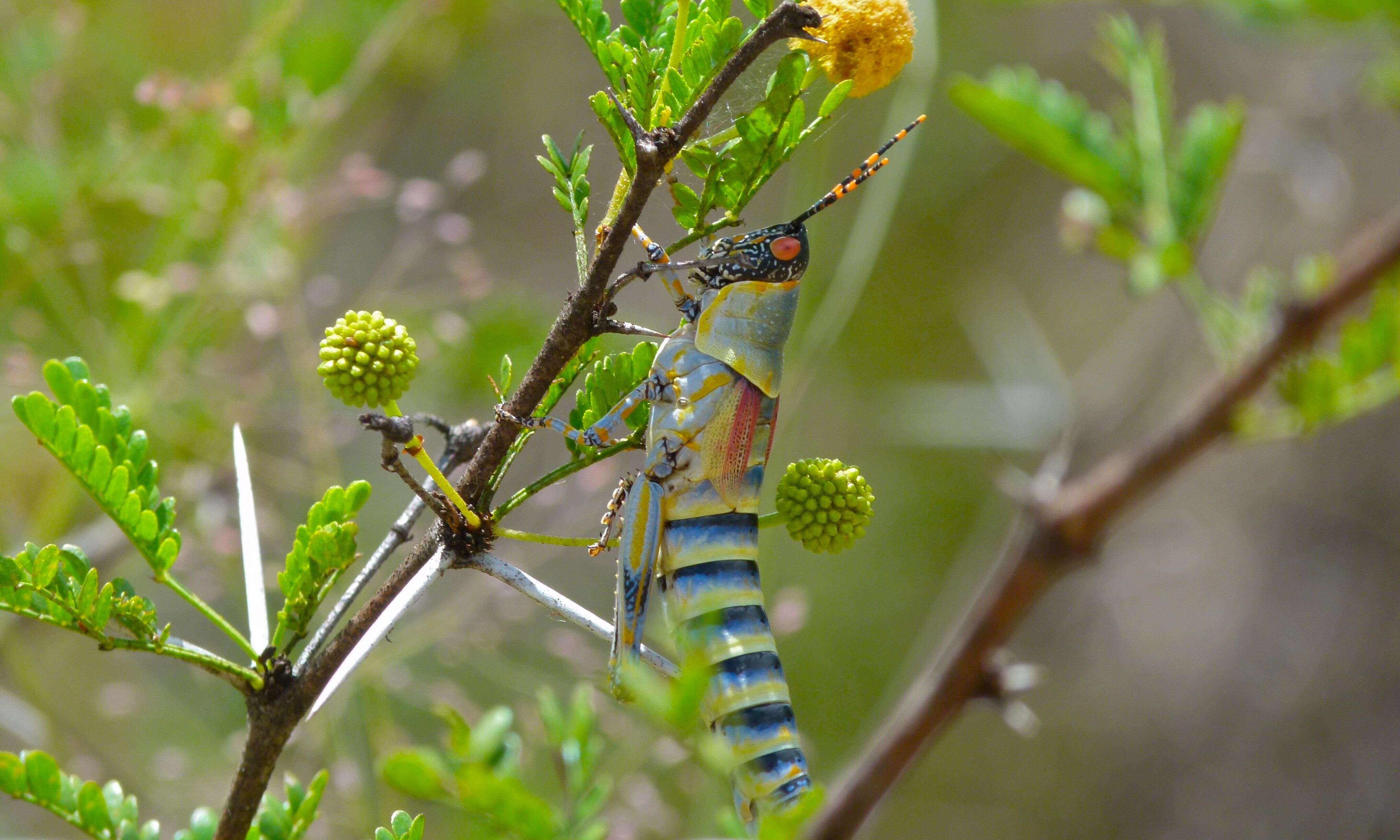 Image of Elegant Grasshopper