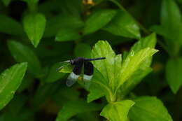 Image of Pied Paddy Skimmer