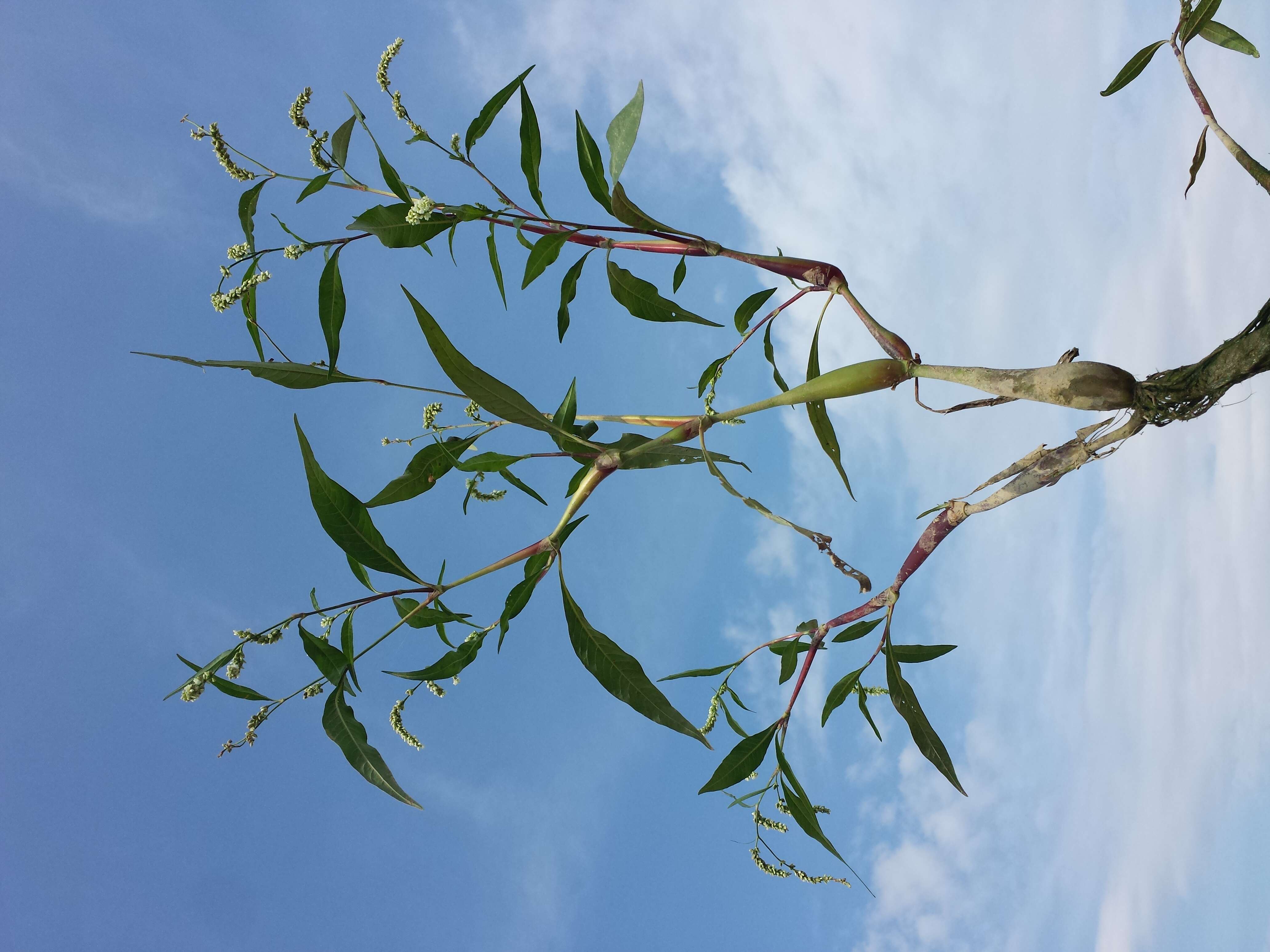 Image of Dock-Leaf Smartweed