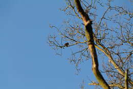 Image of Song Thrush