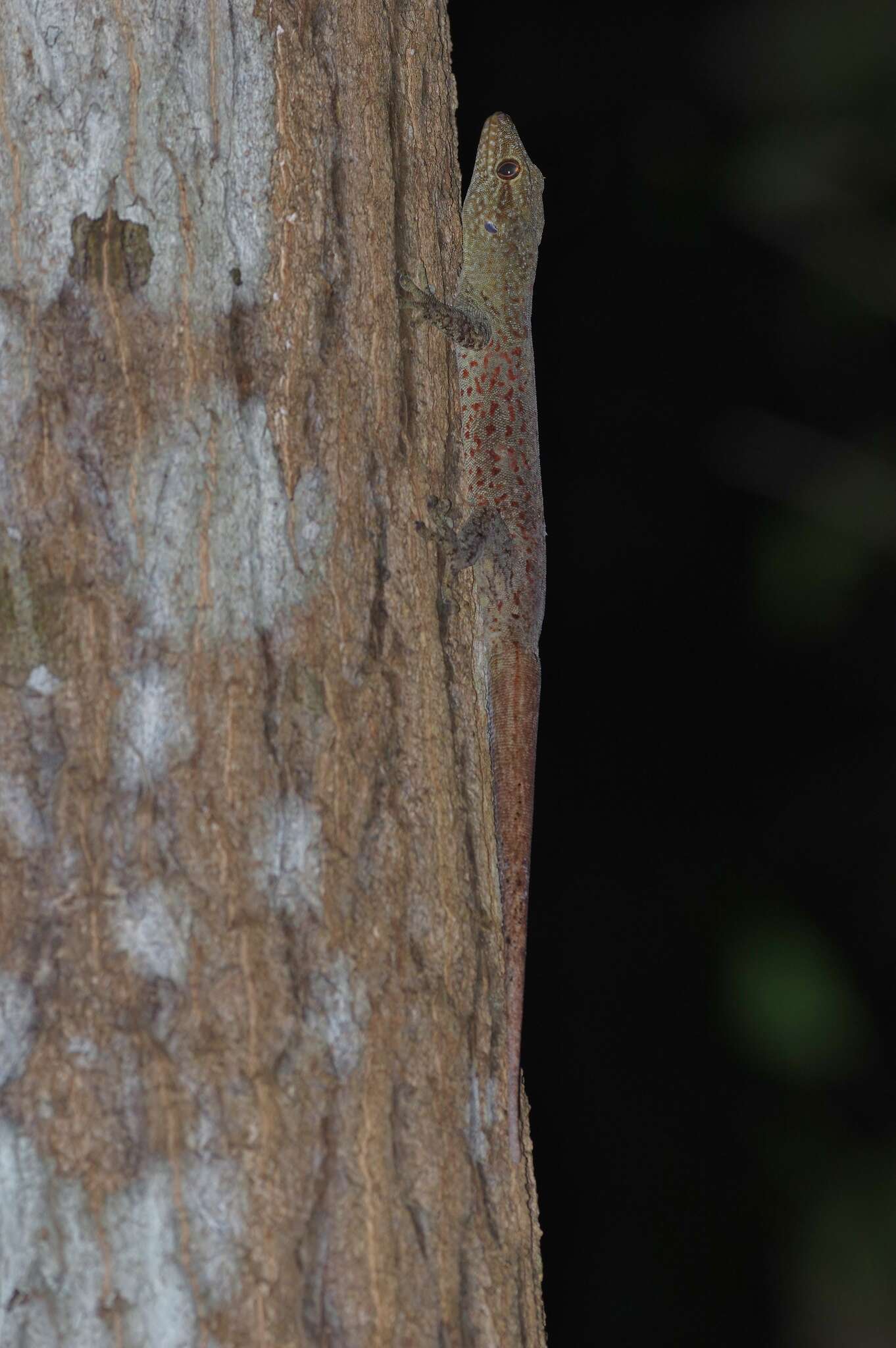 Image of croacking gecko