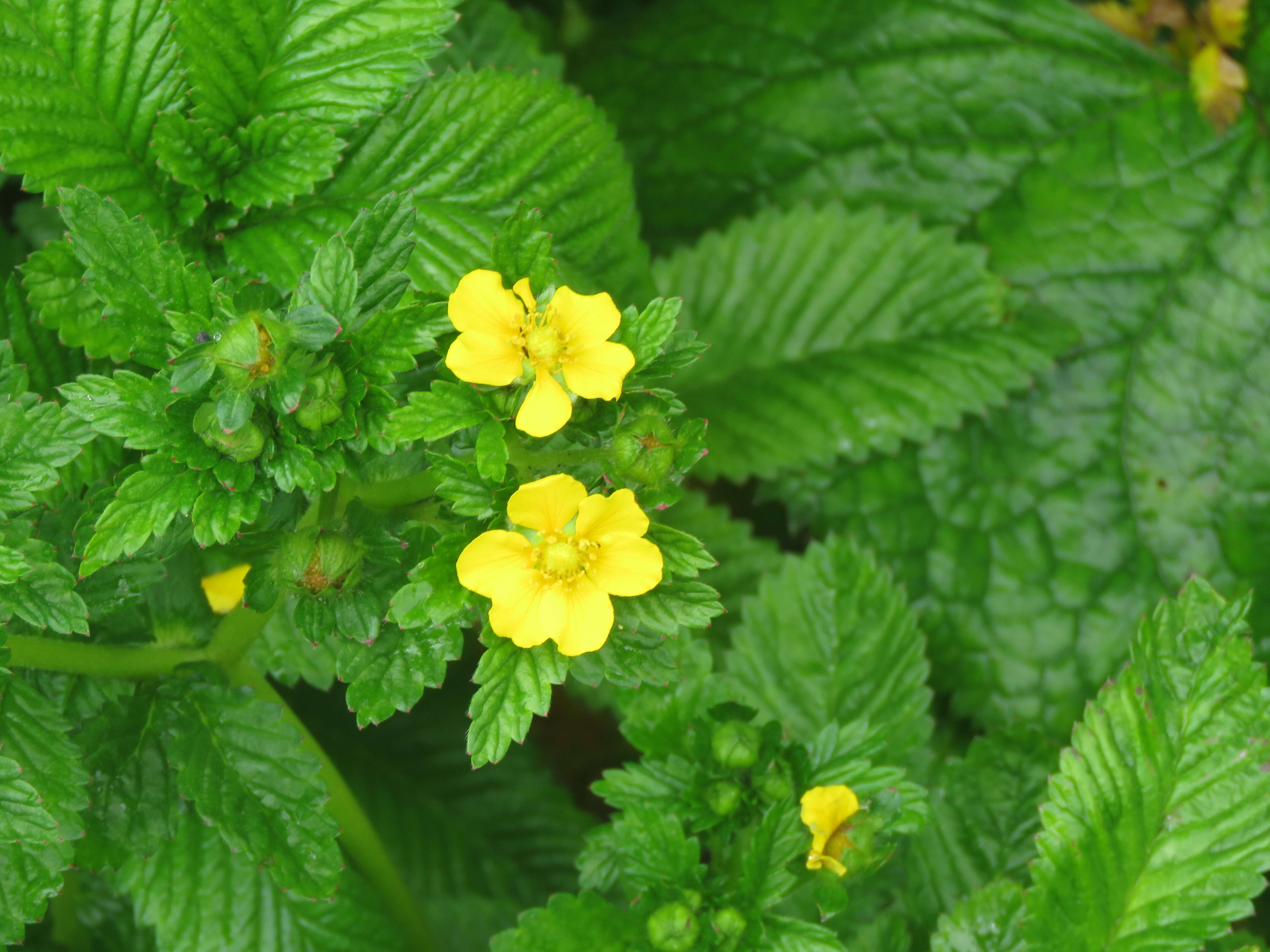 Image of Sibbaldia parviflora Willd.