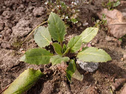 Imagem de Hesperis matronalis L.